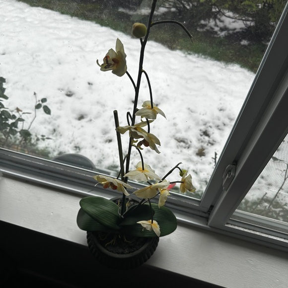 Moth orchid in round pot - Picture 3 of 3